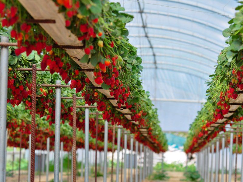 Strawberry disorders and diseases