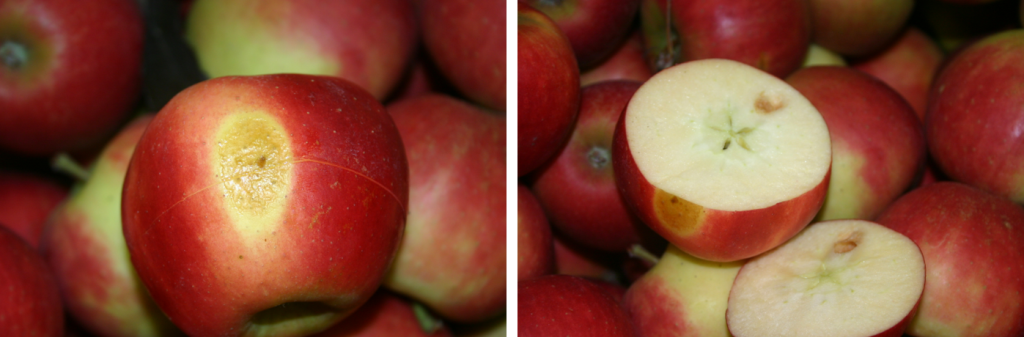 Sunburn and postharvest management on apples