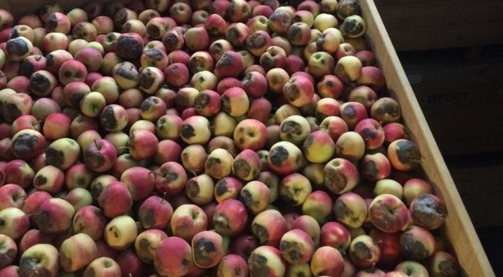 Sunburn and postharvest management on apples