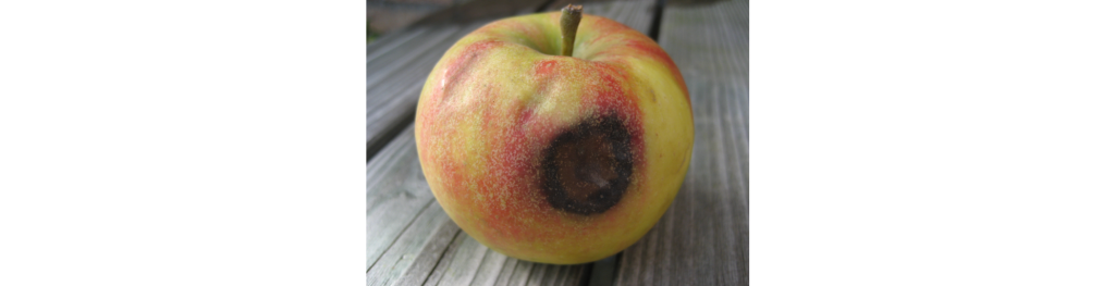 Sunburn and postharvest management on apples