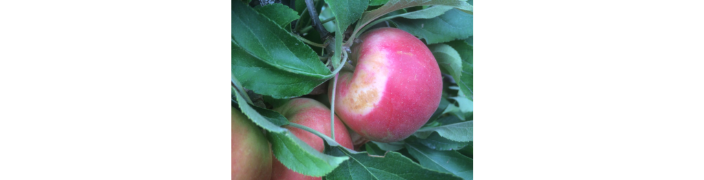 Sunburn and postharvest management on apples