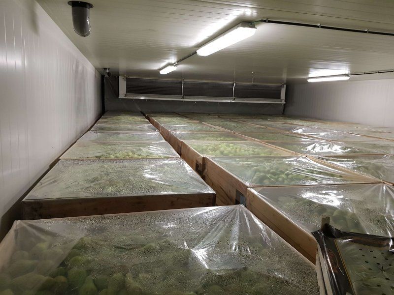 Temperature management apples