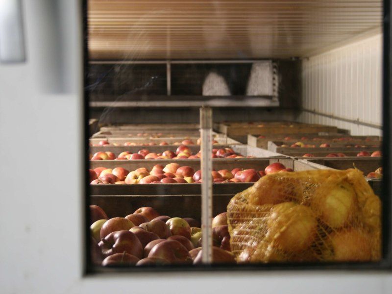 Temperature management apples