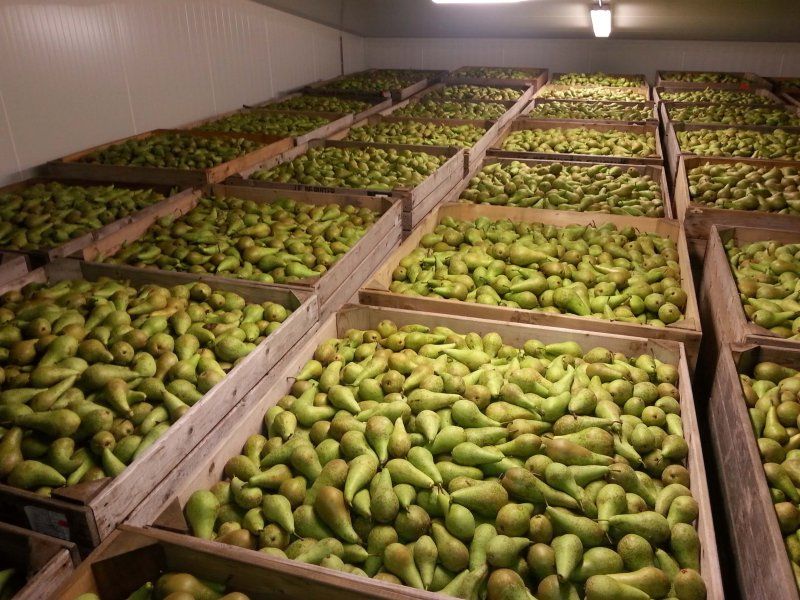 Temperature management pears