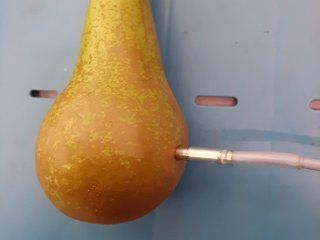 Temperature management pears