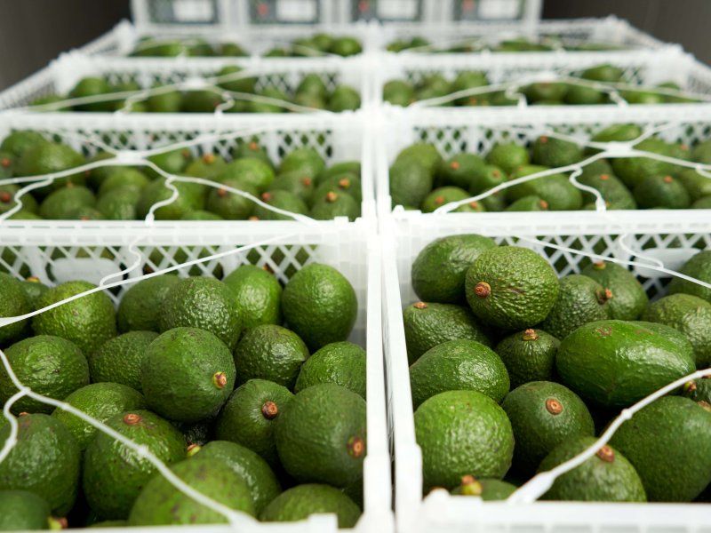 The avocado supply chain