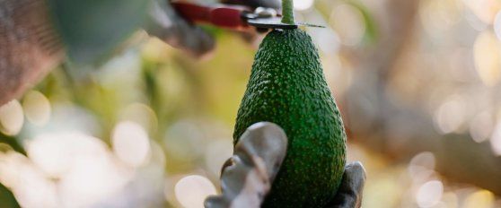 The avocado supply chain