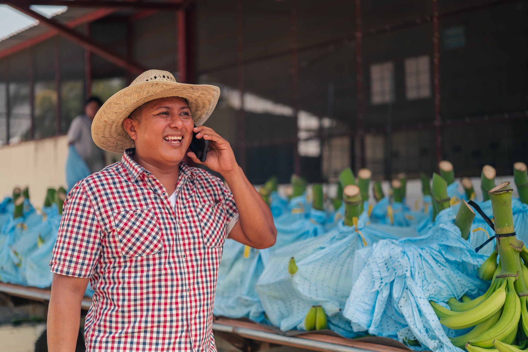 The banana supply chain