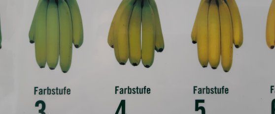 The banana supply chain