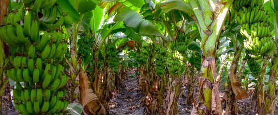 The banana supply chain