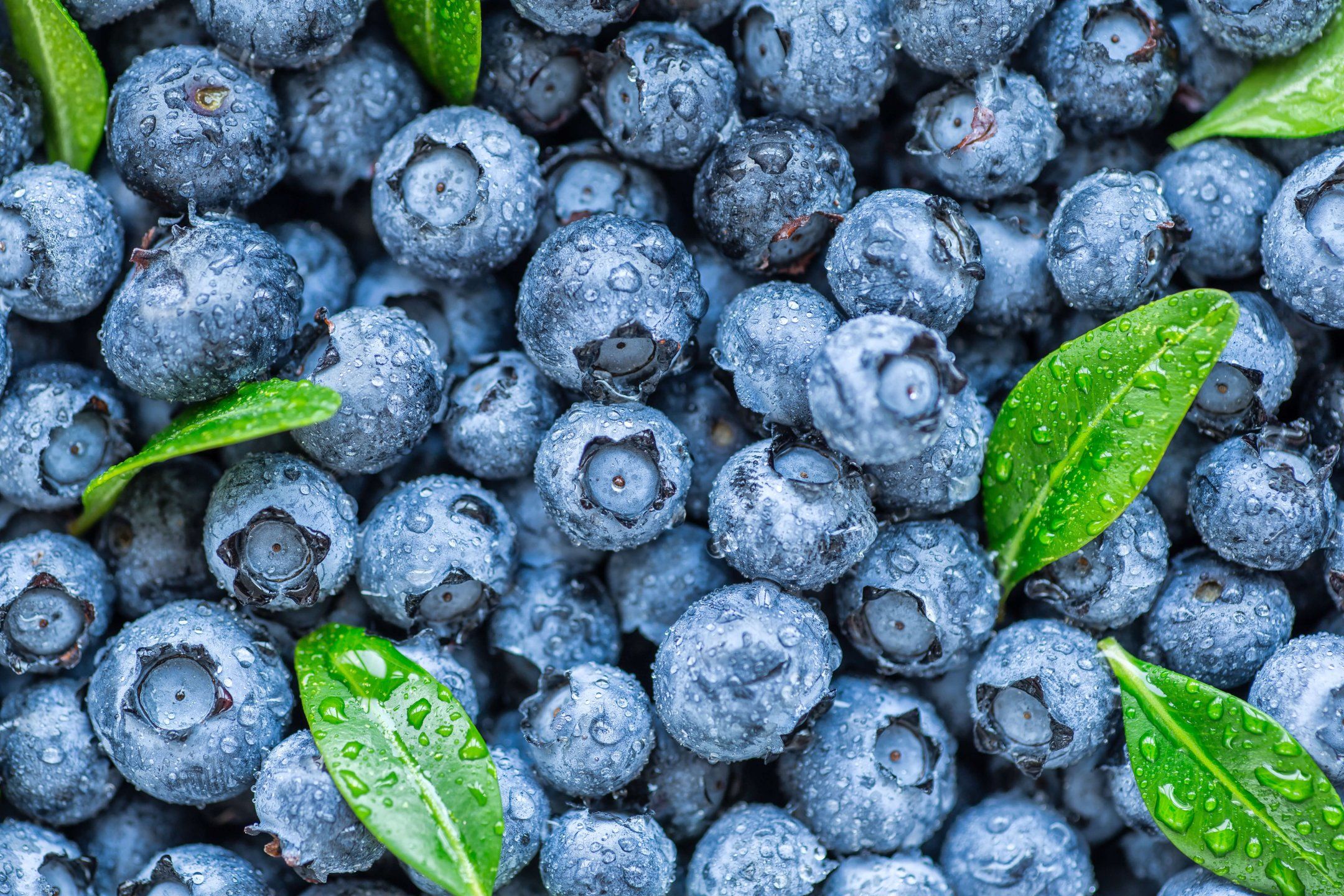The blueberry supply chain