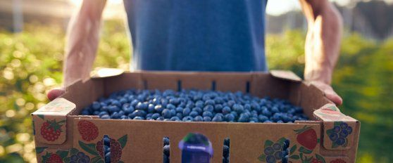 The blueberry supply chain