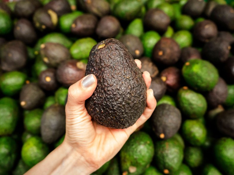 The effects of temperature on avocado ripening