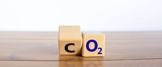 The mango supply chain