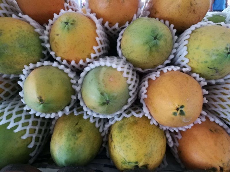 The papaya supply chain