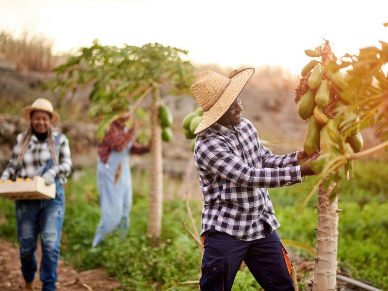 The papaya supply chain