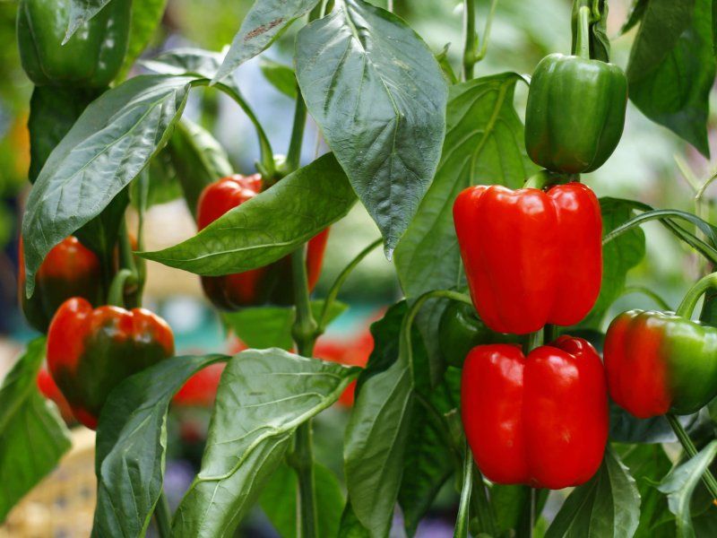 The pepper chain