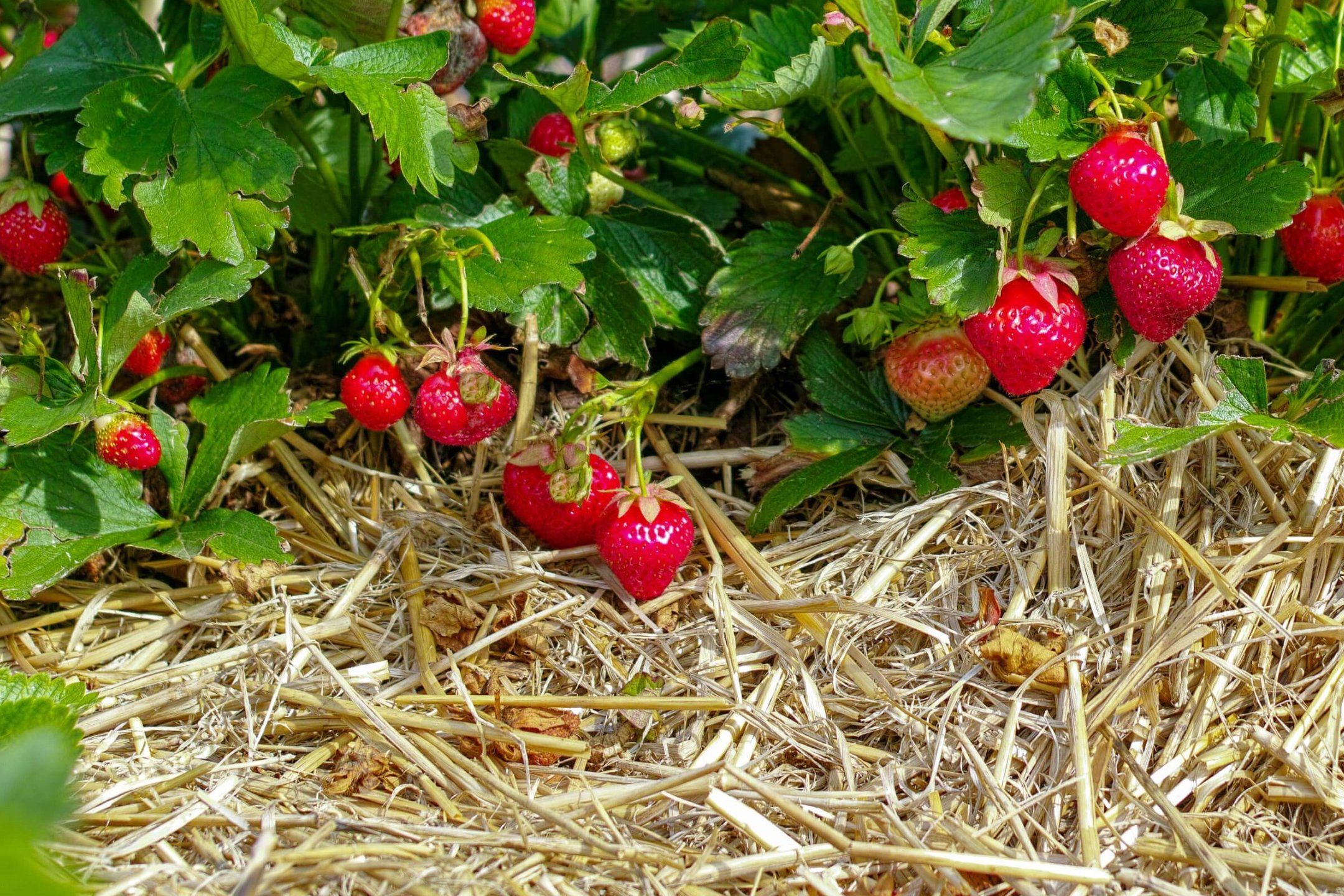 The strawberry chain