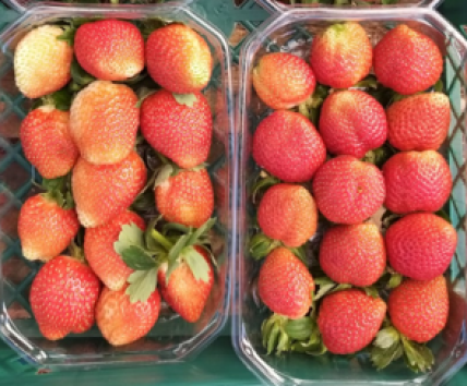 The strawberry chain