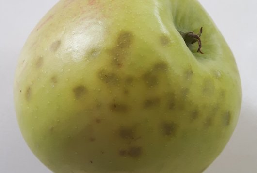 Tips to avoid bitter pit development in cold storage