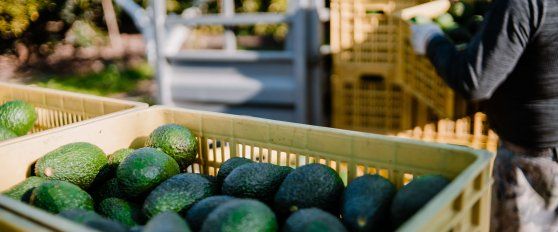 Transport practices for avocado
