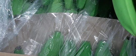 Transport practices for banana