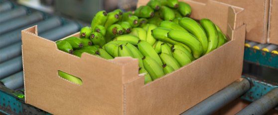 Transport practices for banana