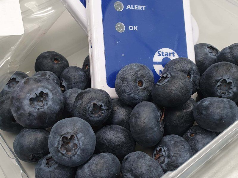 Transport practices for blueberries