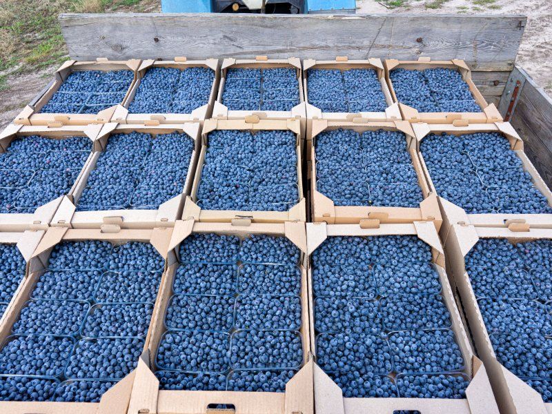 Transport practices for blueberries