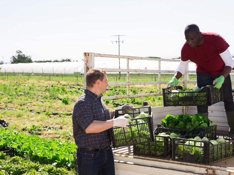 Transport practices for lettuce