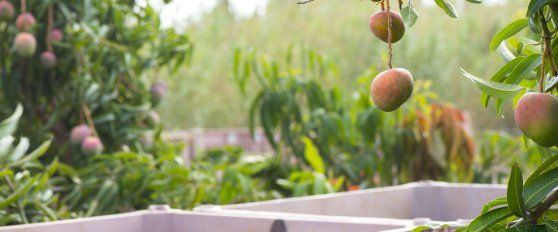 Transport practices for mango