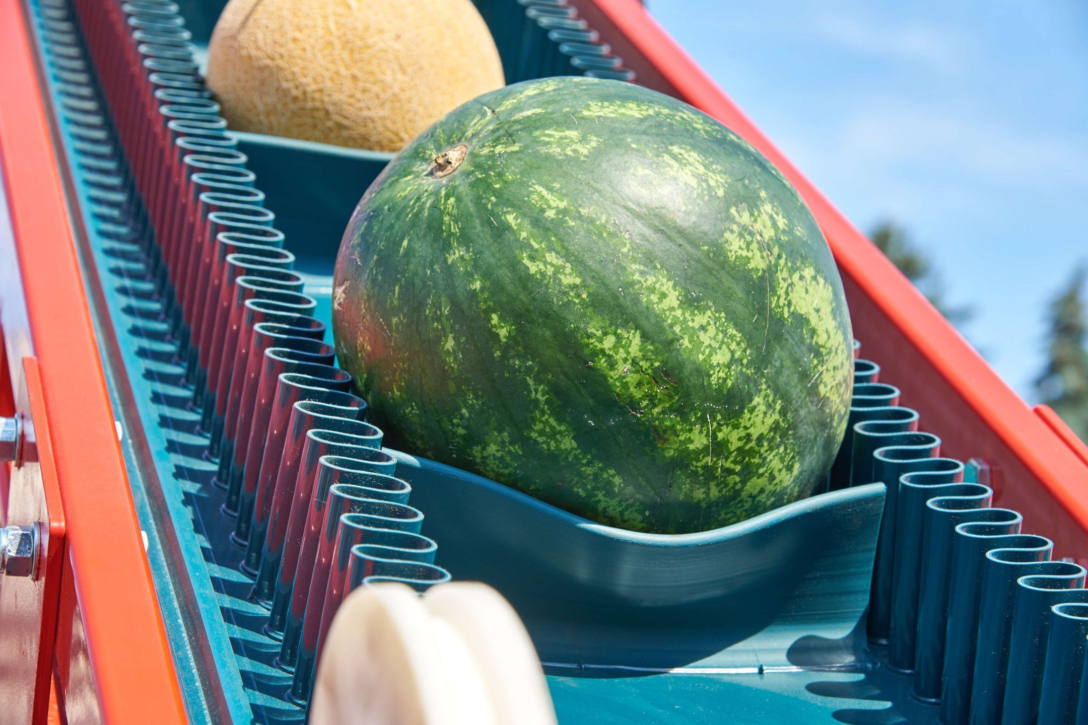 Transport practices for melon