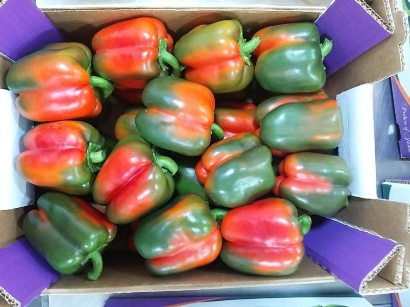 Transport practices for peppers
