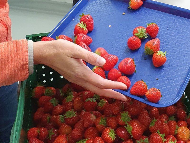Transport practices for strawberry