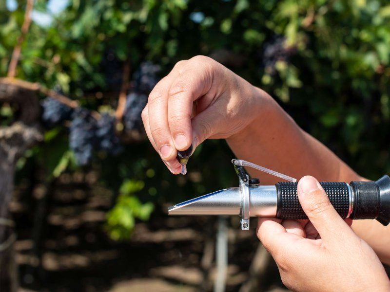 Understanding quality traits of fruit