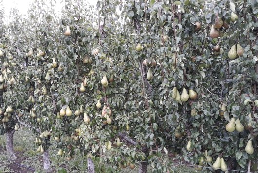 Variation in postharvest water loss between fruits picked from one tree