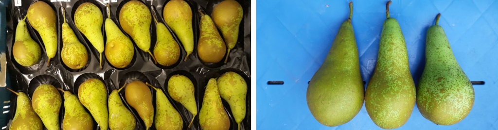 Variation in postharvest water loss between fruits picked from one tree