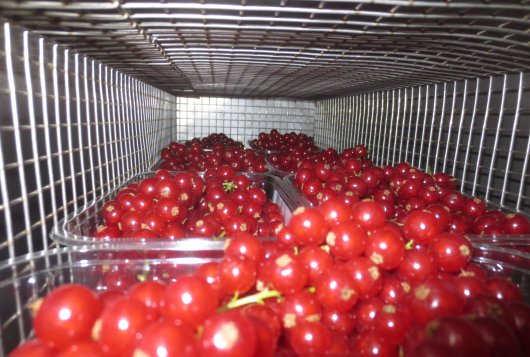 Volatile Organic Compounds as Biomarker for Fruit Quality