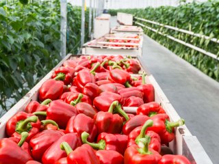 Greenhouse harvest of peppers. Photo by Ruud Morijn Photographer/Shutterstock.com
