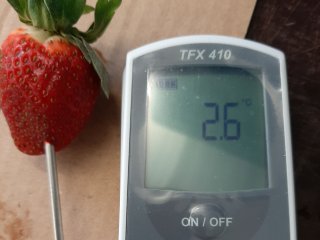 Pre-cooling of strawberry. Photo by WFBR