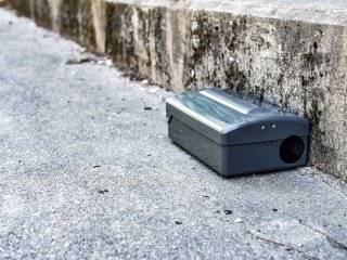 Pest control using a rat trap. Photo by Oliver Hewett/Shutterstock.com