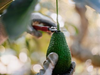 Harvesting of avocados. Photo by anarociogf/Shutterstock.com