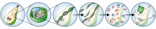 Een versproduct bestaat uit cellen waarin DNA zit. Omics bestudeert het DNA (genomics), de transcriptie van het DNA (transcriptomics), de eiwitten en enzymen die gemaakt worden (proteomics), en de metabolieten en vluchtige componenten (metabolomics en volatilomics). Illustratie gemaakt door Daria Chrobok/DC SciArt voor WUR