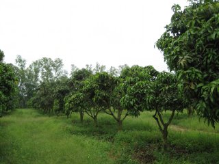 Mango-boomgaard in Thailand. Foto van WUR.