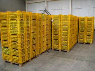 Avocados packed in large plastic crates for storage and transport. Photo by WUR