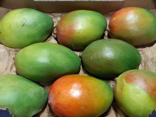 Een doos met de juiste hoeveelheid en maat mango's. Foto door WUR.