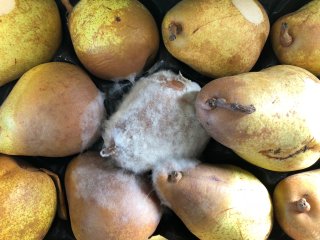 Botrytis rot. Photo by WFBR