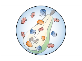 Proteomics studies which proteins or enzymes are present in the cell of a fresh product. Illustration made by Daria Chrobok/DC SciArt for WUR