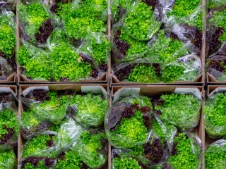 Fresh packed lettuce is cold stored until loading. Photo by barmalini/Shutterstock.com