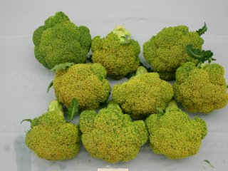 Yellow discoloration of broccoli. Photo by WUR.